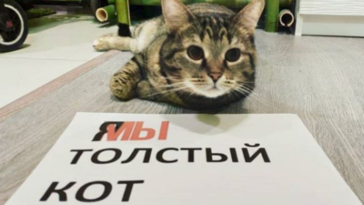 Кот с плакатом в свою поддержку