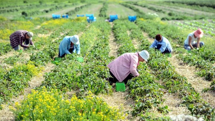 На сбор урожая нужно много мужчин, поэтому в Польше хотят нанимать работников из Средней Азии