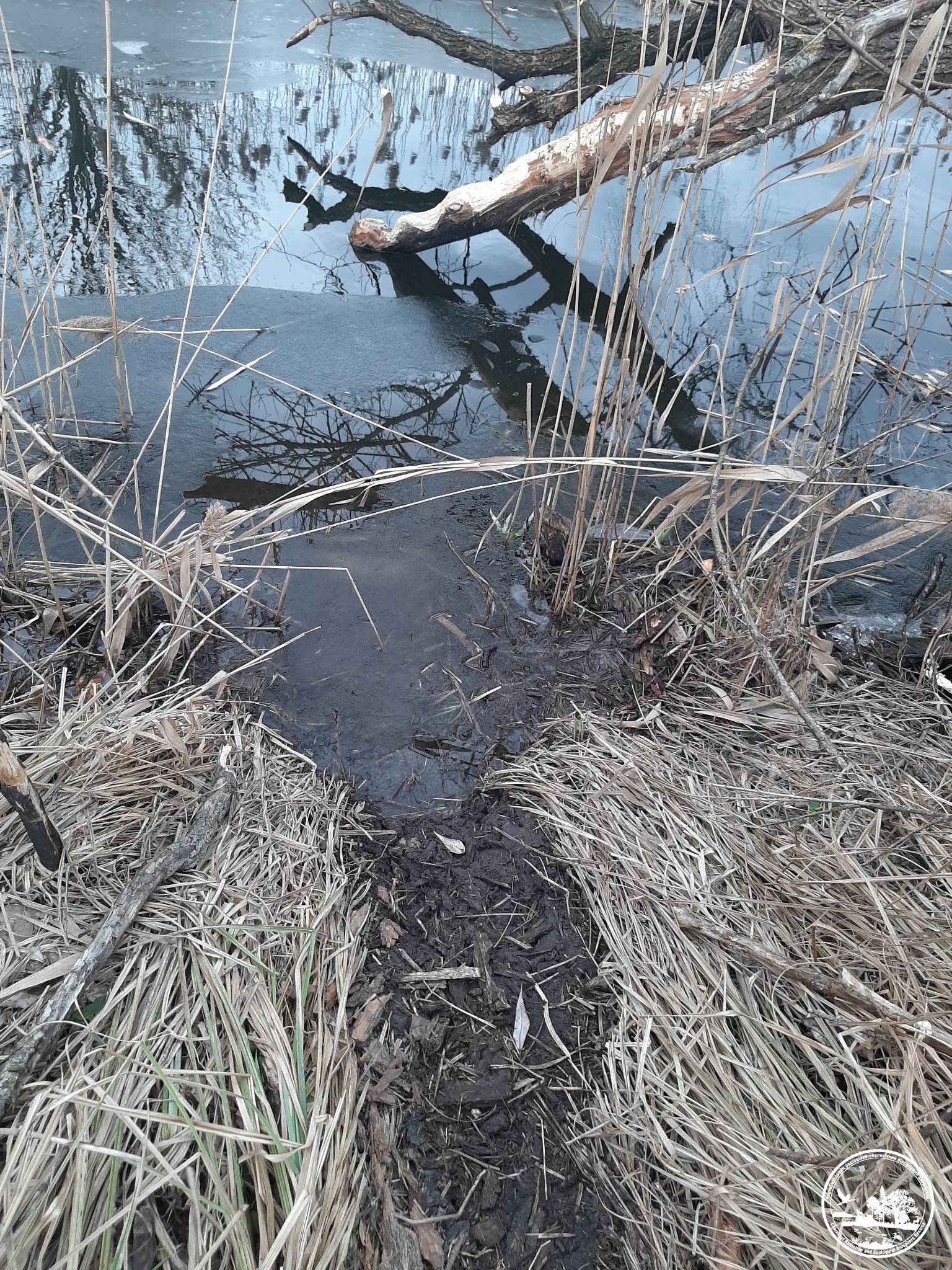 Погризене дерево