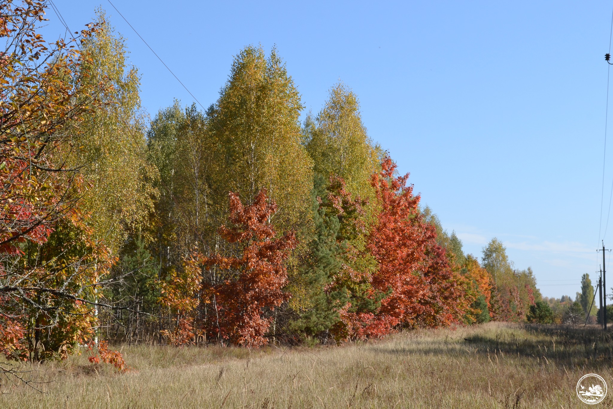 Осінь у зоні відчуження Чорнобильської АЕС