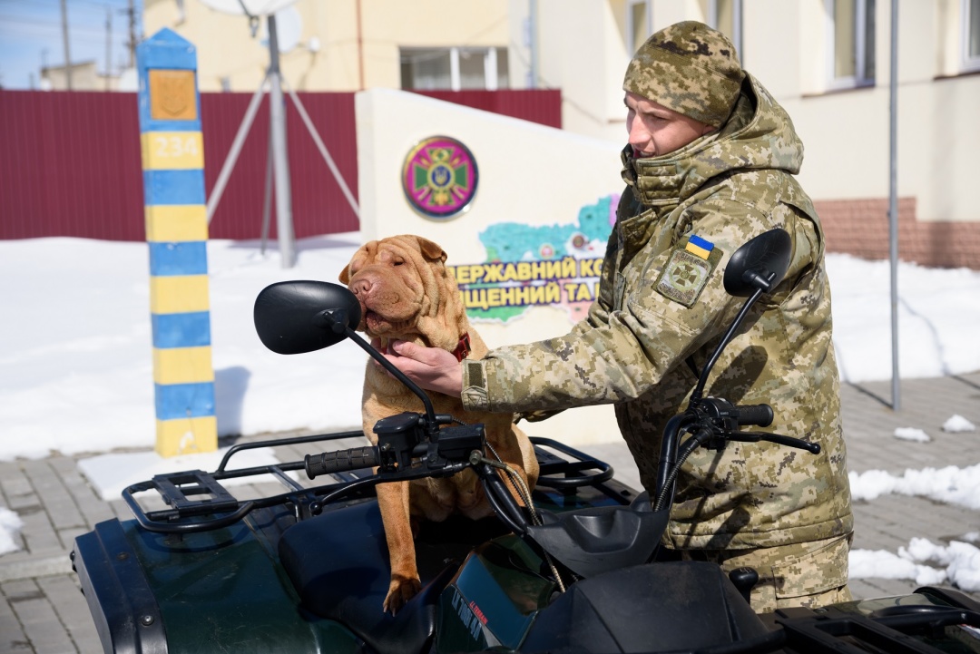 собаки на службе