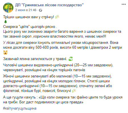 В Карпатах цветет ель. Скриншот: Facebook/ ДП "Гринявське лісове господарство"