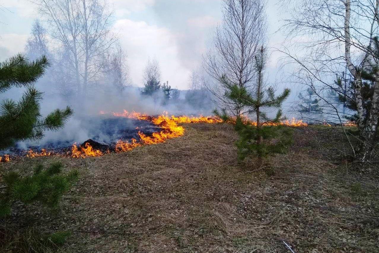 Начать огонь. Пожар в лесу. Возгорание в лесу. Загорание Лесной пожар. Пожар в хвойном лесу.