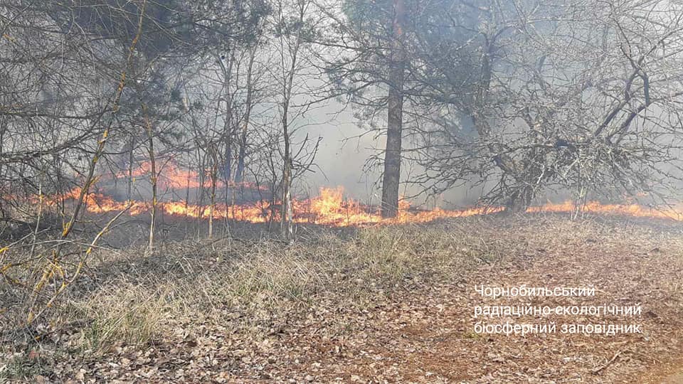 Фото: Facebook/Чорнобильський Радіаційно-екологічний Біосферний Заповідник