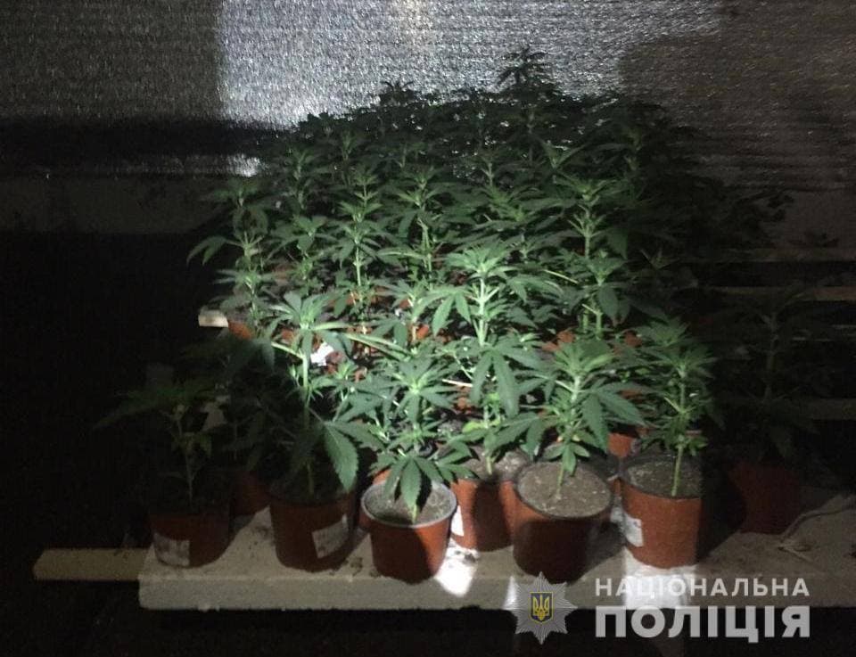 В Киевской области полиция поймала мужчину, который у себя дома выращивал коноплю. Фото: facebook.com/pol.kyivregion