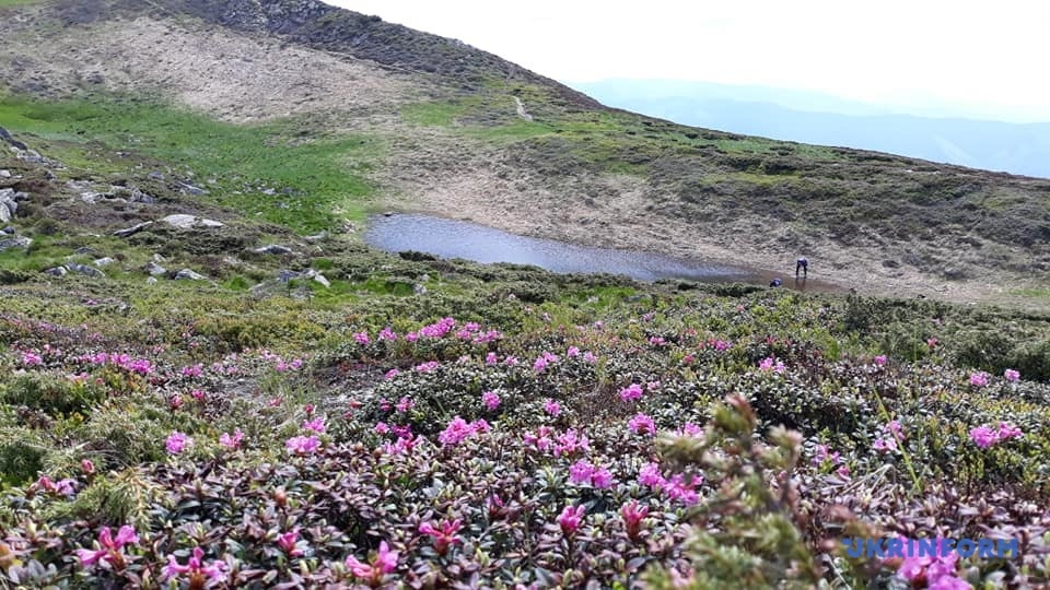 В Карпатах зацвела красная рута. Украинцам рассказали, как ее найти. Фото: Укринформ