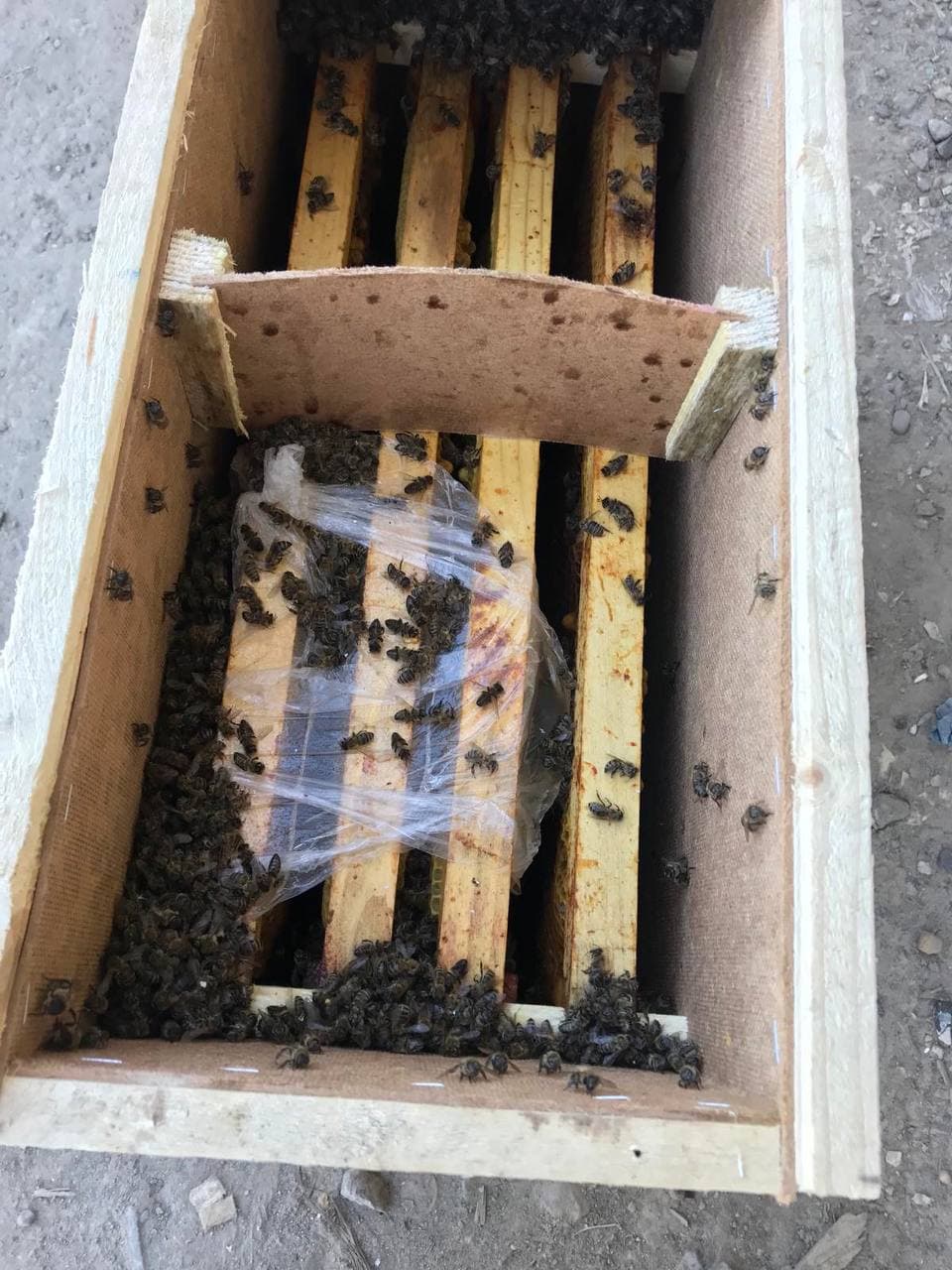 При перевозке Укр почтой погибли пчелы. Скриншот из телеграмм-канала журналиста  Виталия Глаголы