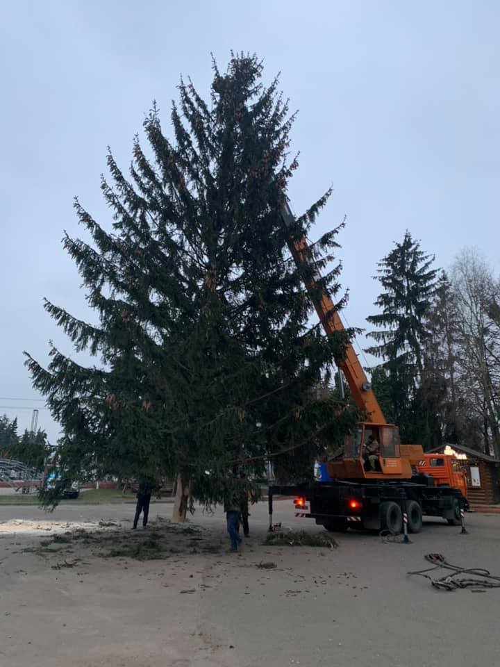 В Дубно установят елку, которую срубили на кладбище