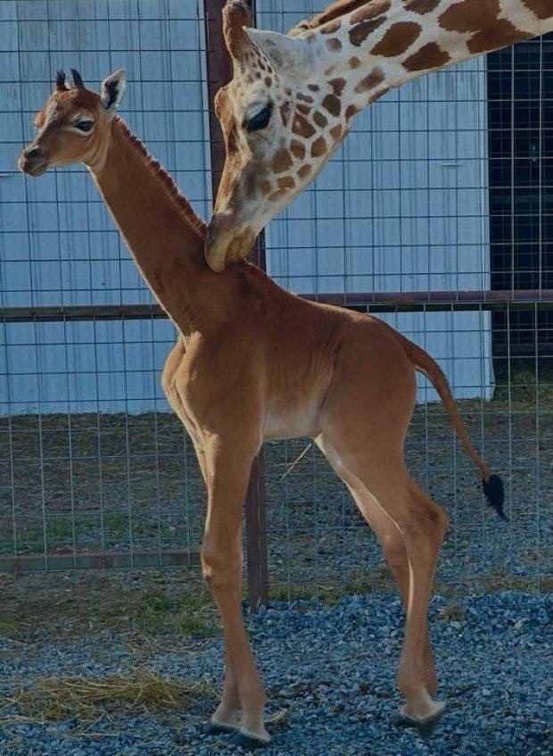 Детёныш жирафа с мамой. Фото - зоопарке Брайта