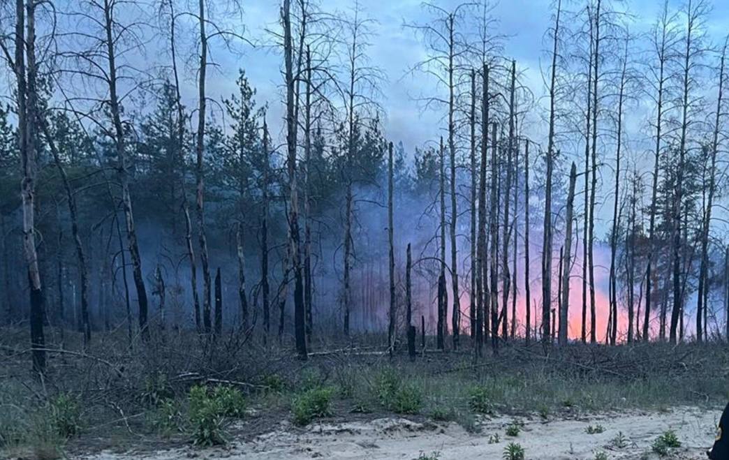Фото пожара в лесу. Источник - Телеграм